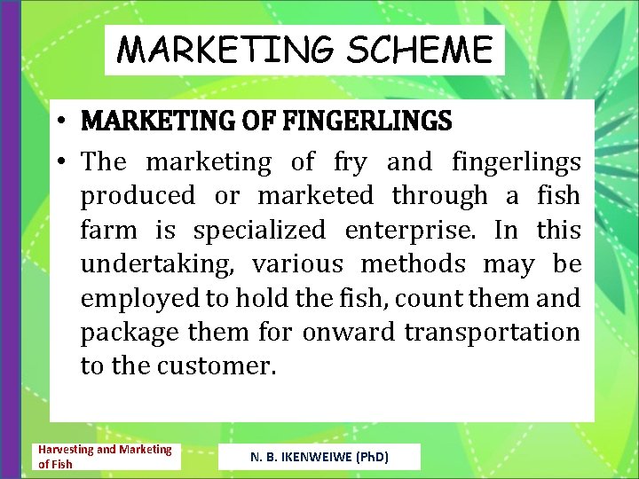 MARKETING SCHEME • MARKETING OF FINGERLINGS • The marketing of fry and fingerlings produced