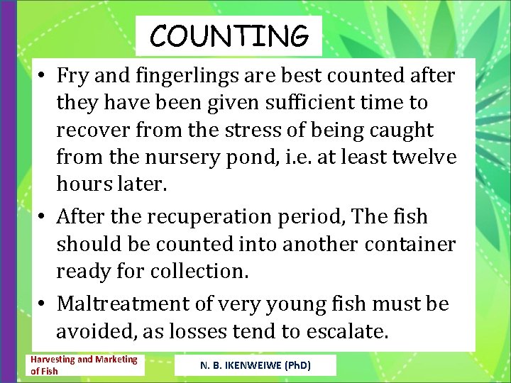 COUNTING • Fry and fingerlings are best counted after they have been given sufficient