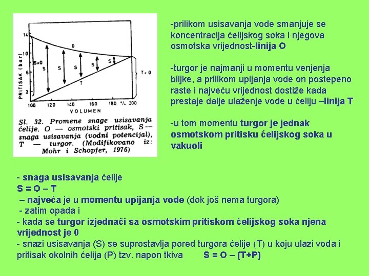 -prilikom usisavanja vode smanjuje se koncentracija ćelijskog soka i njegova osmotska vrijednost-linija O -turgor