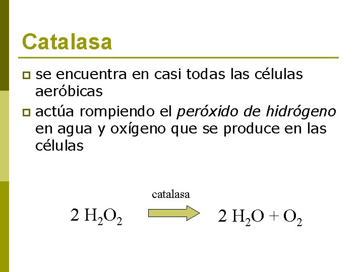 Catalasa se encuentra en casi todas las células aeróbicas p actúa rompiendo el peróxido