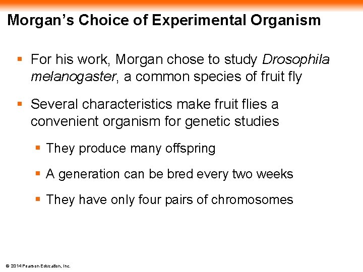 Morgan’s Choice of Experimental Organism § For his work, Morgan chose to study Drosophila