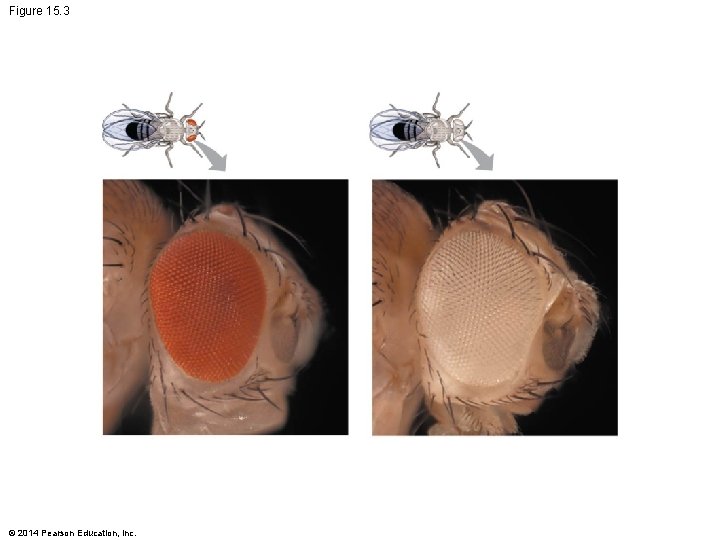 Figure 15. 3 © 2014 Pearson Education, Inc. 