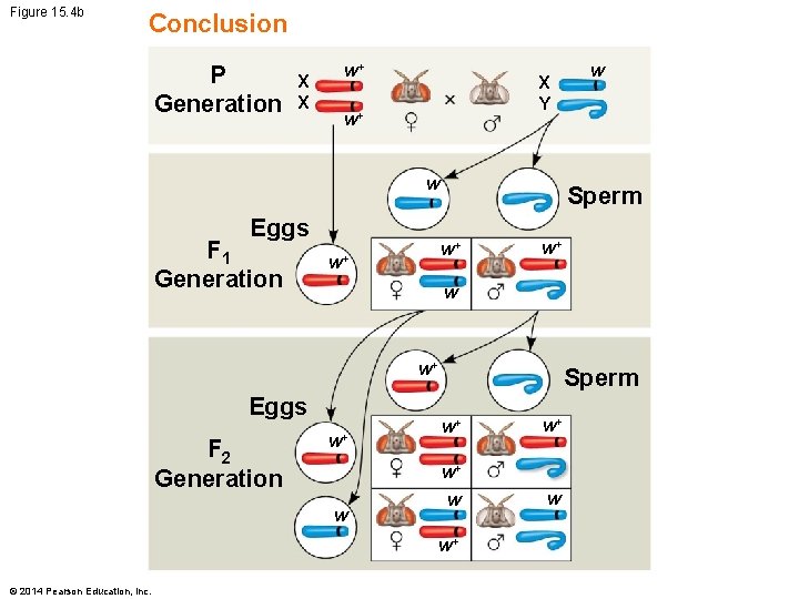 Figure 15. 4 b Conclusion P Generation X X w+ X Y w+ w