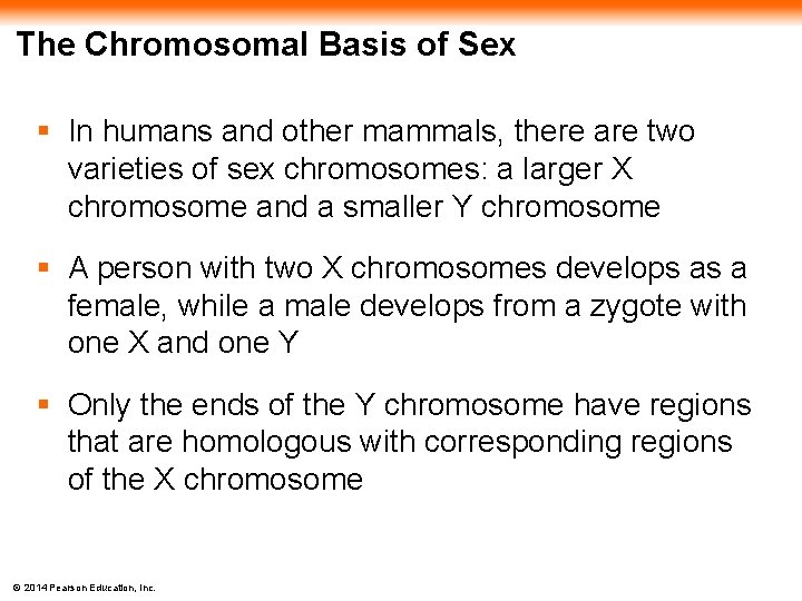 The Chromosomal Basis of Sex § In humans and other mammals, there are two