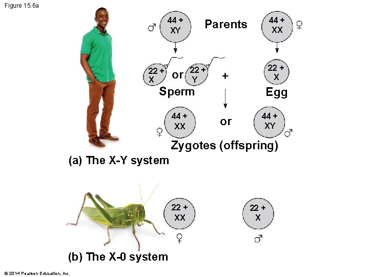 Figure 15. 6 a 44 + XY 44 + XX Parents 22 + X