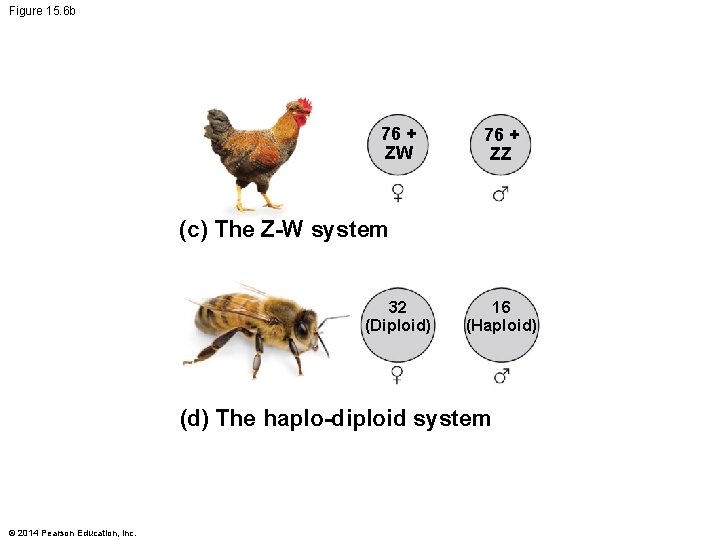 Figure 15. 6 b 76 + ZW 76 + ZZ (c) The Z-W system