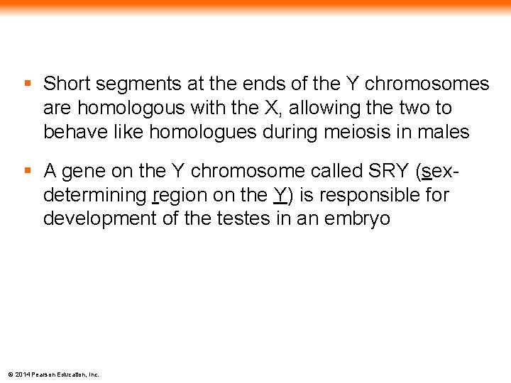 § Short segments at the ends of the Y chromosomes are homologous with the