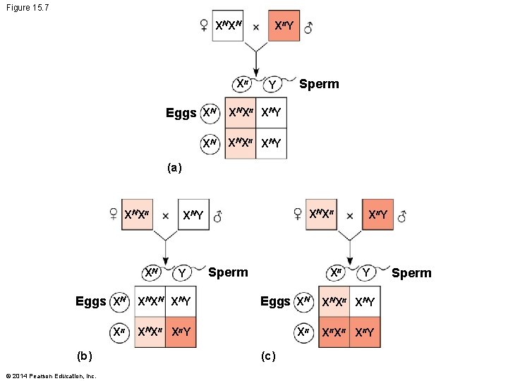 Figure 15. 7 X NX N Xn Xn Y Y Eggs XN X NX