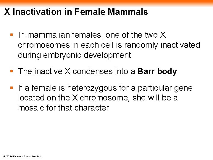 X Inactivation in Female Mammals § In mammalian females, one of the two X