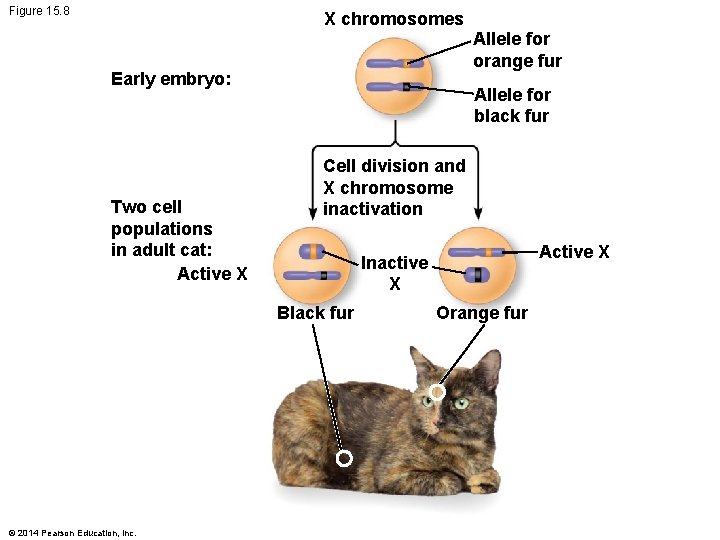 Figure 15. 8 X chromosomes Early embryo: Two cell populations in adult cat: Active