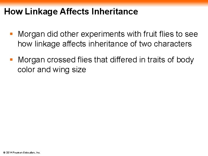 How Linkage Affects Inheritance § Morgan did other experiments with fruit flies to see