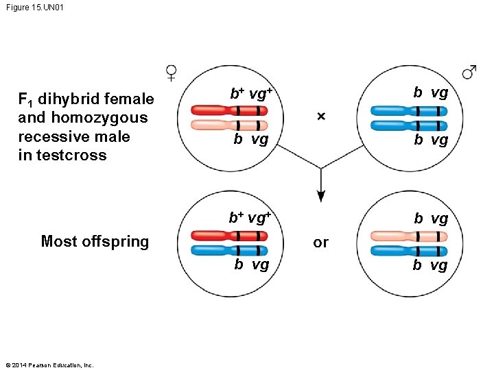Figure 15. UN 01 F 1 dihybrid female and homozygous recessive male in testcross