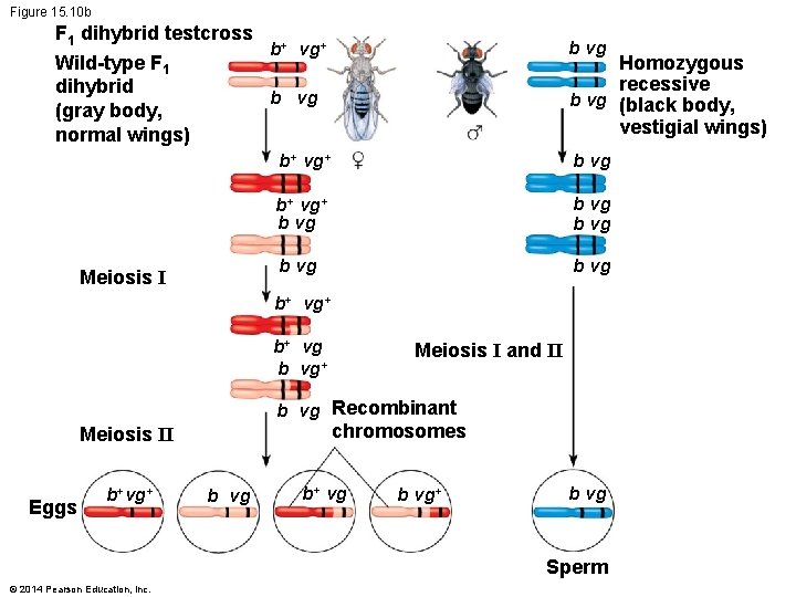 Figure 15. 10 b F 1 dihybrid testcross + b vg+ Wild-type F 1