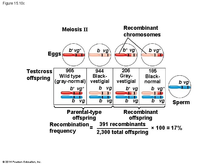 Figure 15. 10 c Recombinant chromosomes Meiosis II b vg b+ vg b vg+