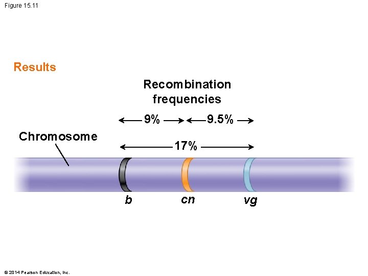 Figure 15. 11 Results Recombination frequencies 9% Chromosome 17% b © 2014 Pearson Education,