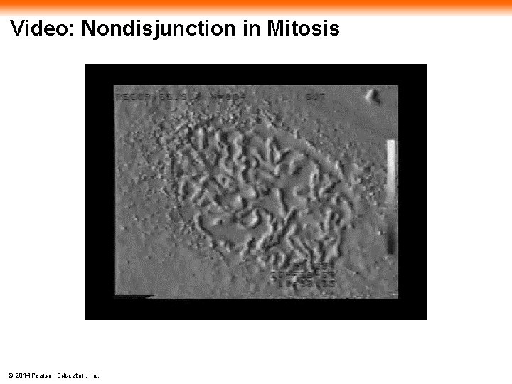 Video: Nondisjunction in Mitosis © 2014 Pearson Education, Inc. 