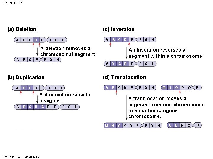 Figure 15. 14 (c) Inversion (a) Deletion A B C D E F G