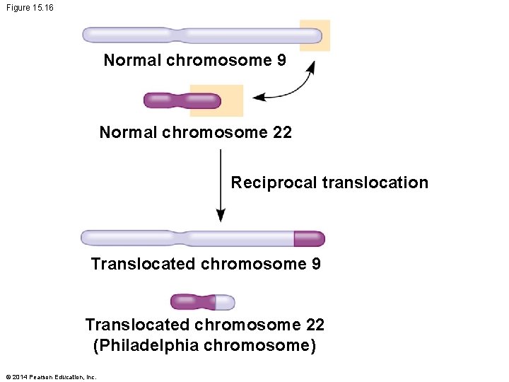 Figure 15. 16 Normal chromosome 9 Normal chromosome 22 Reciprocal translocation Translocated chromosome 9