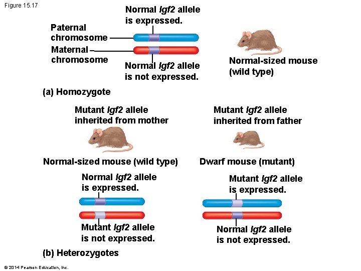 Figure 15. 17 Paternal chromosome Maternal chromosome Normal Igf 2 allele is expressed. Normal