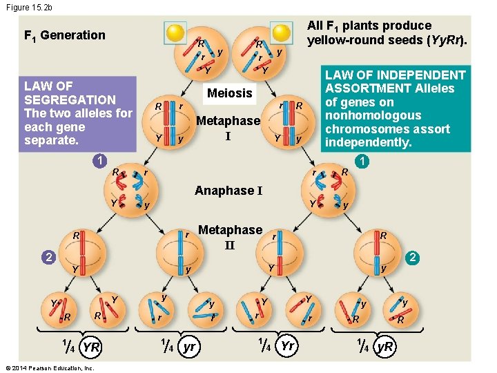 Figure 15. 2 b F 1 Generation R r y Y LAW OF SEGREGATION
