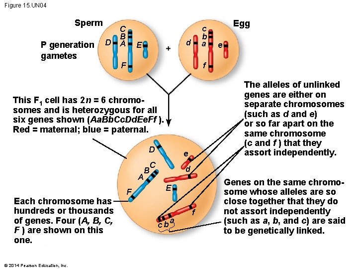 Figure 15. UN 04 Sperm P generation gametes D C B A c b