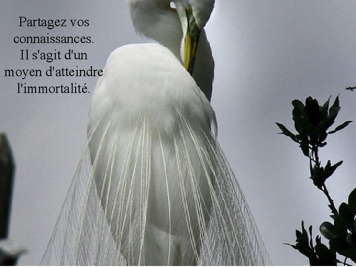 Partagez vos connaissances. Il s'agit d'un moyen d'atteindre l'immortalité. 