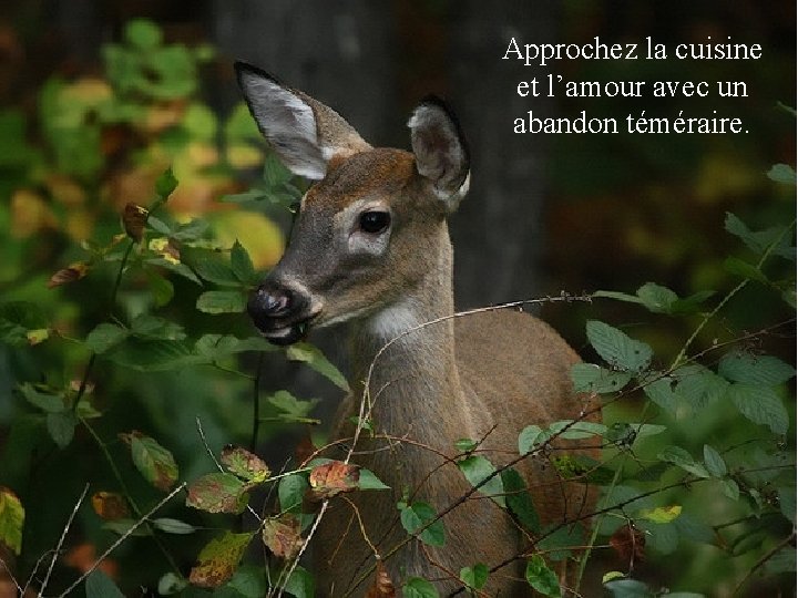 Approchez la cuisine et l’amour avec un abandon téméraire. 