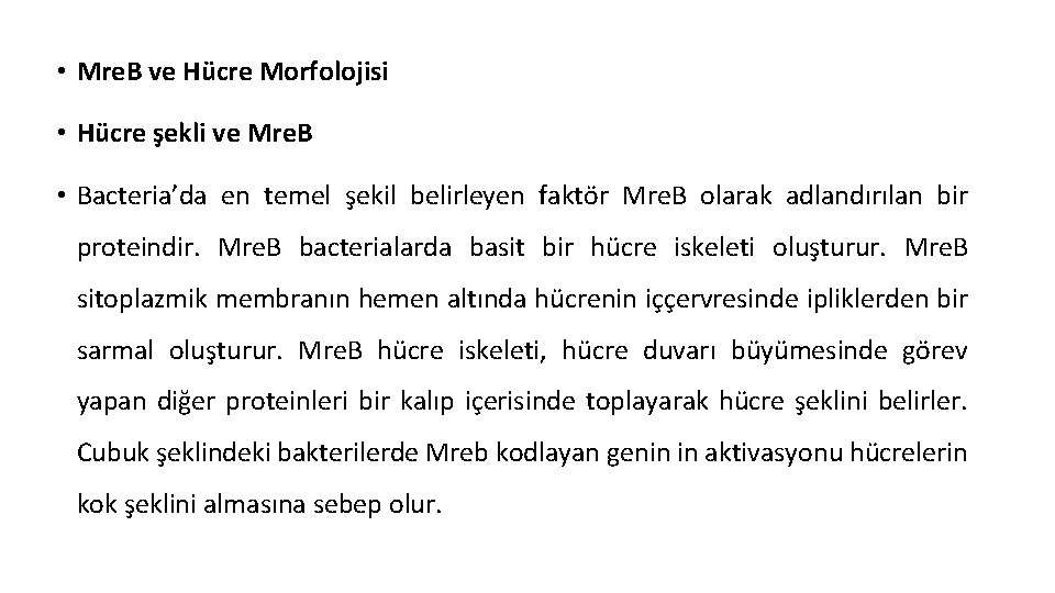  • Mre. B ve Hücre Morfolojisi • Hücre şekli ve Mre. B •