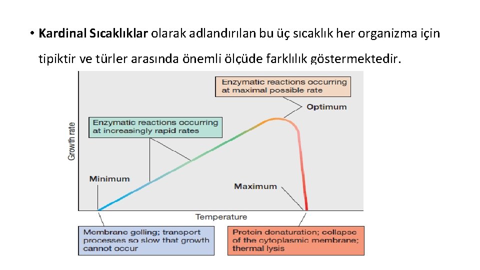  • Kardinal Sıcaklıklar olarak adlandırılan bu üç sıcaklık her organizma için tipiktir ve