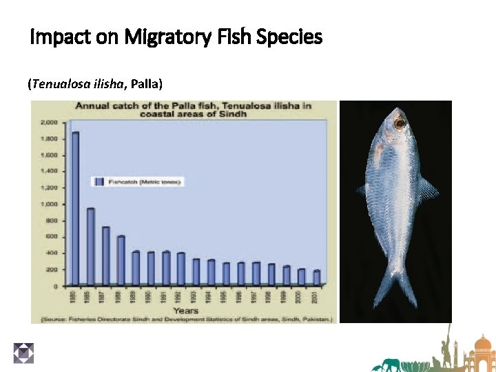 Impact on Migratory Fish Species (Tenualosa ilisha, Palla) 