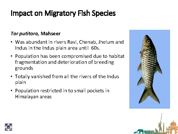 Impact on Migratory Fish Species Tor putitora, Mahseer • Was abundant in rivers Ravi,