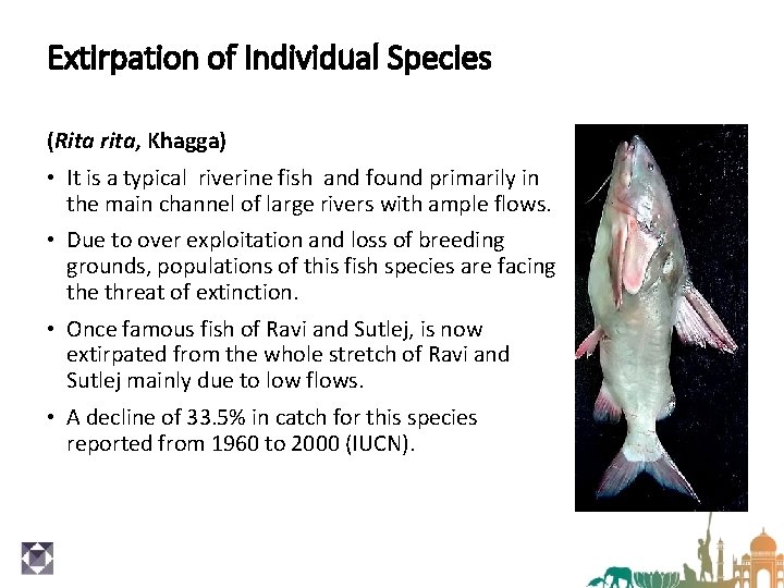 Extirpation of Individual Species (Rita rita, Khagga) • It is a typical riverine fish