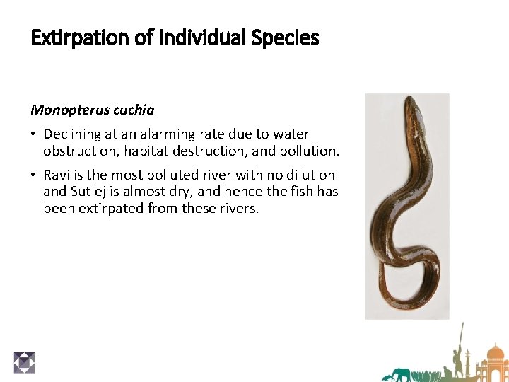 Extirpation of Individual Species Monopterus cuchia • Declining at an alarming rate due to