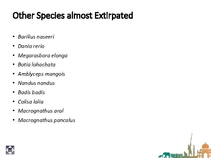 Other Species almost Extirpated • Barilius naseeri • Danio rerio • Megarasbora elonga •