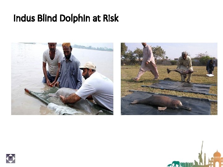 Indus Blind Dolphin at Risk 