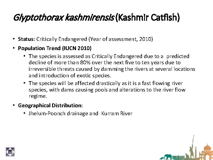 Glyptothorax kashmirensis (Kashmir Catfish) • Status: Critically Endangered (Year of assessment, 2010) • Population