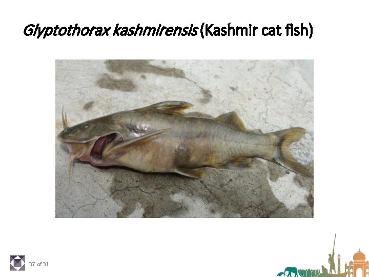 Glyptothorax kashmirensis (Kashmir cat fish) 37 of 31 