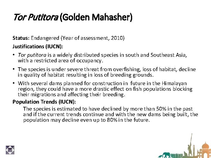 Tor Putitora (Golden Mahasher) Status: Endangered (Year of assessment, 2010) Justifications (IUCN): • Tor
