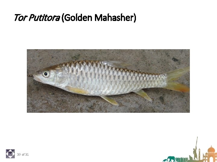 Tor Putitora (Golden Mahasher) 39 of 31 