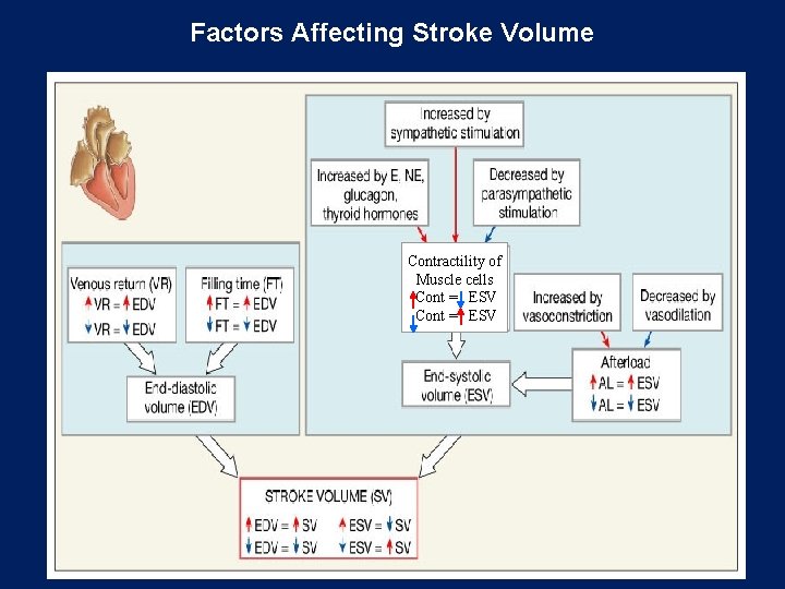 Factors Affecting Stroke Volume Contractility of Muscle cells Cont = ESV 