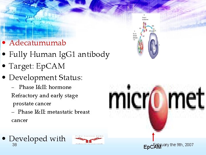  • • Adecatumumab Fully Human Ig. G 1 antibody Target: Ep. CAM Development