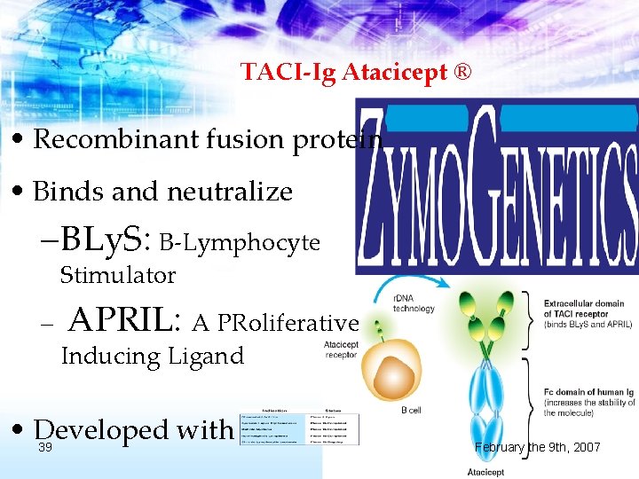 TACI-Ig Atacicept ® • Recombinant fusion protein • Binds and neutralize – BLy. S: