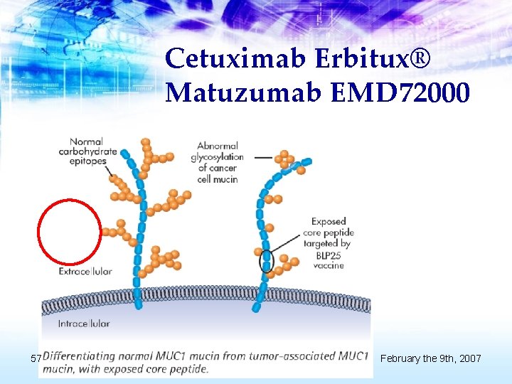 Cetuximab Erbitux® Matuzumab EMD 72000 57 February the 9 th, 2007 