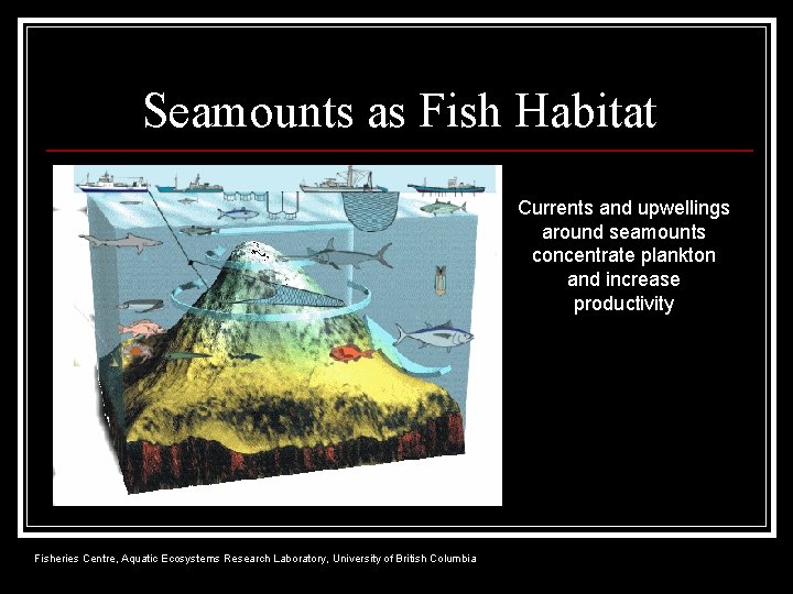 Seamounts as Fish Habitat Currents and upwellings around seamounts concentrate plankton and increase productivity