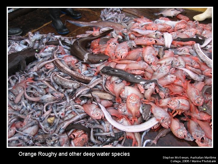 Orange Roughy and other deep water species Stephen Mc. Gowan, Australian Maritime College, 2006