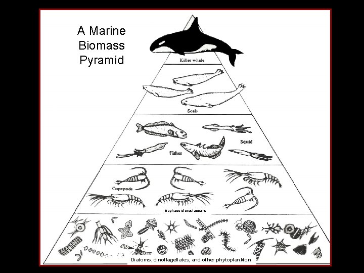A Marine Biomass Pyramid Euphausid crustaceans Diatoms, dinoflagellates, and other phytoplankton 