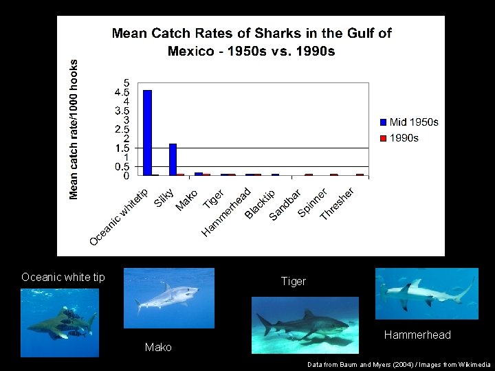 Oceanic white tip Tiger Hammerhead Mako Data from Baum and Myers (2004) / Images