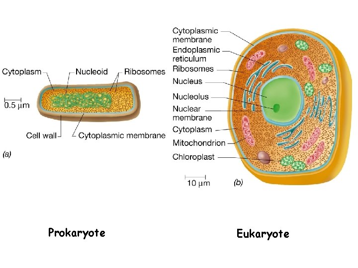 Prokaryote Eukaryote 