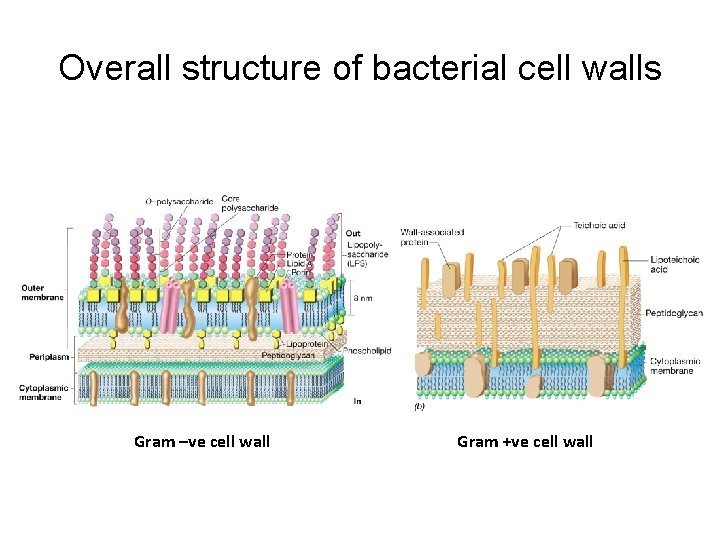 Overall structure of bacterial cell walls Gram –ve cell wall Gram +ve cell wall