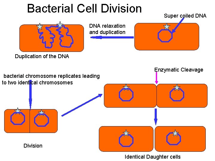 Bacterial Cell Division Super coiled DNA relaxation and duplication Duplication of the DNA Enzymatic